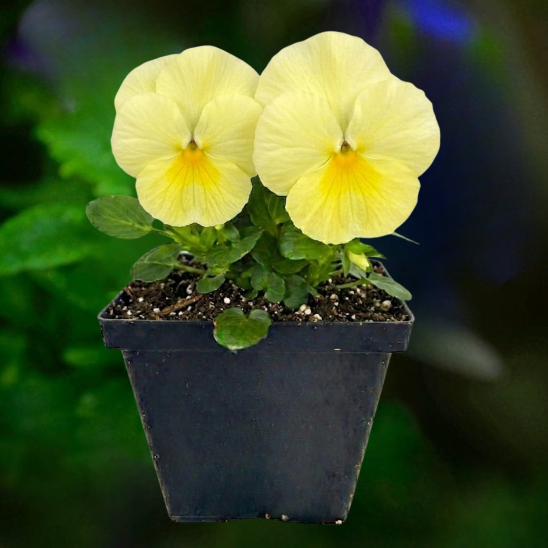 Pansy Lemon - 4.5"