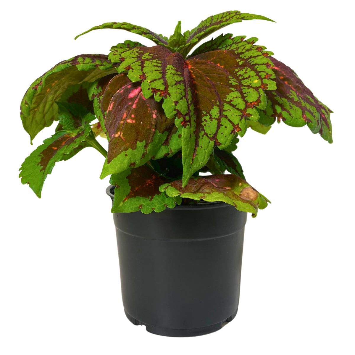 1.25QT Coleus-Green Halo