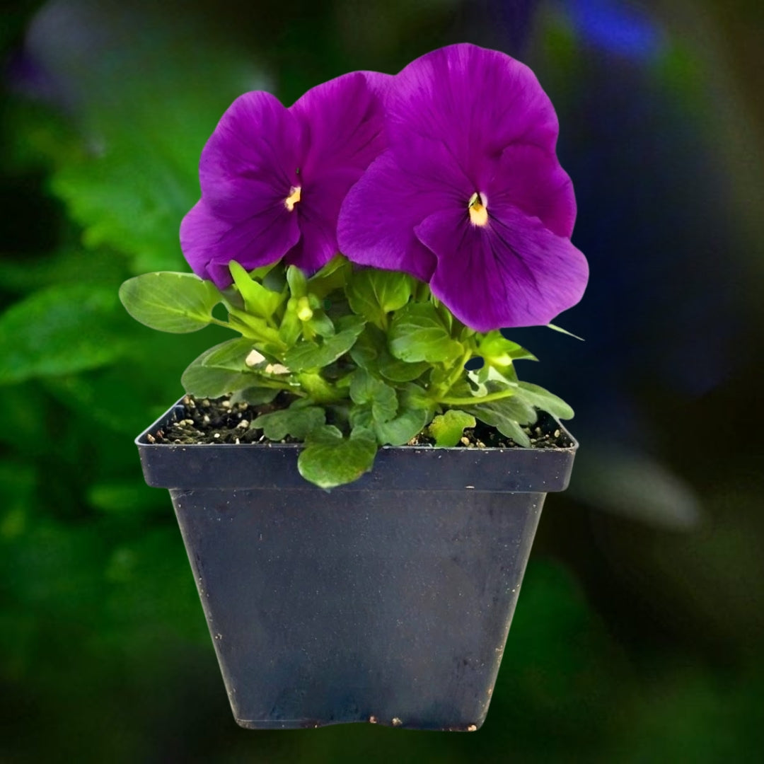 Pansy Purple - 4.5"