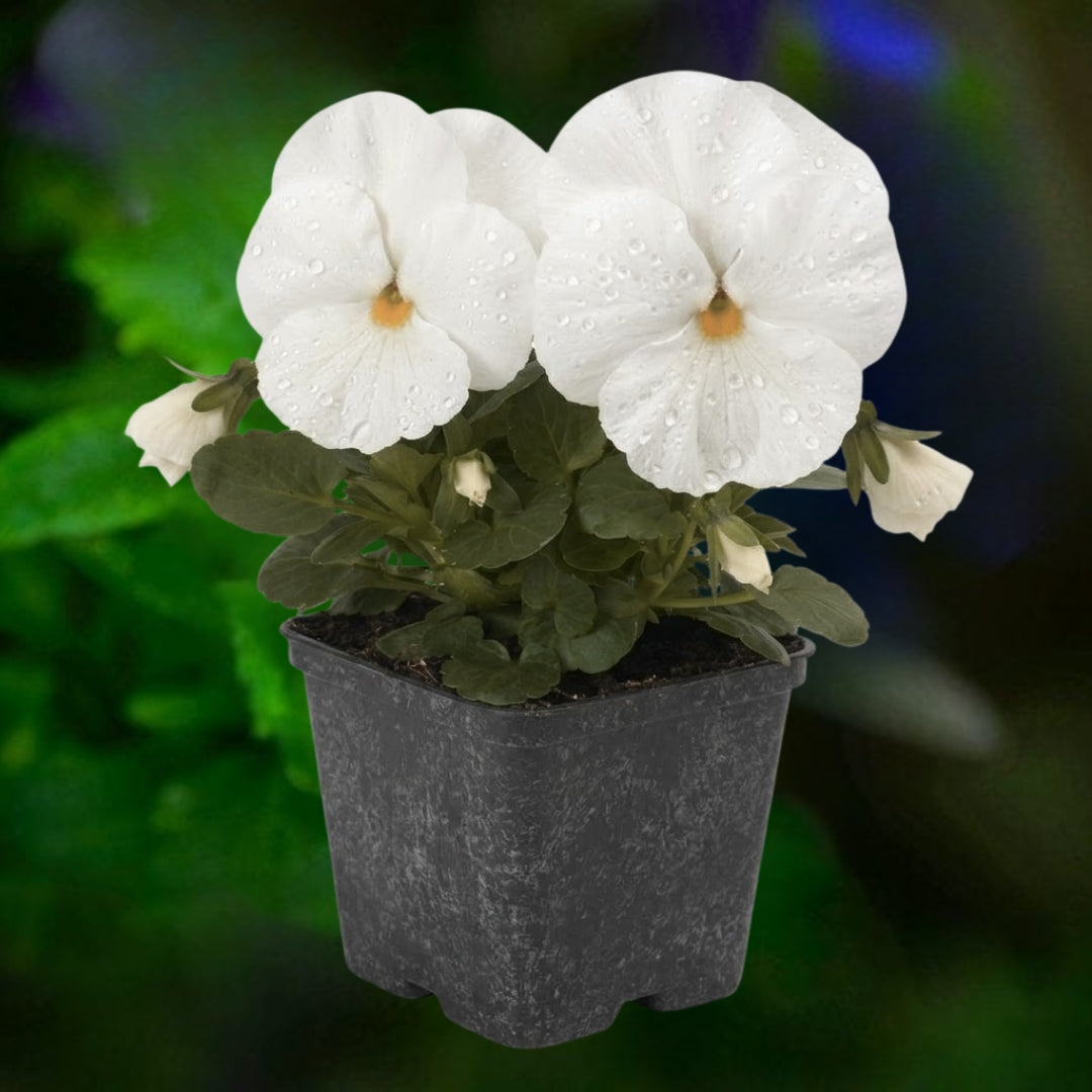 Pansy White - 4.5"