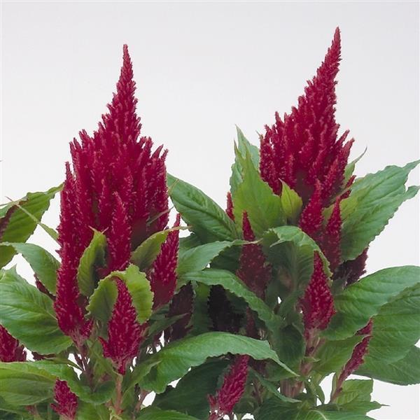 Celosia Fresh Look Red 