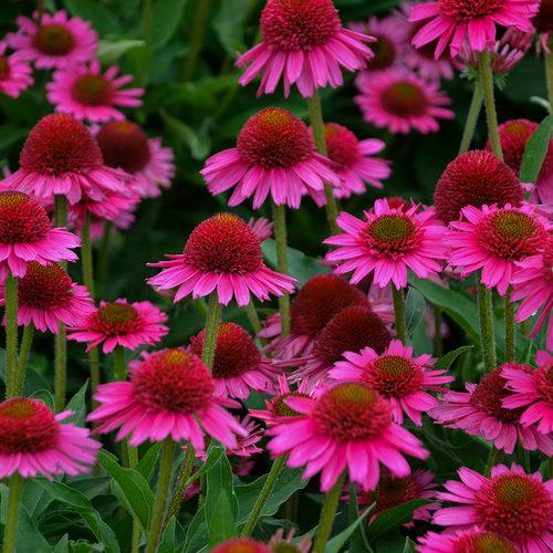 Echinacea Delicious Candy Pink 