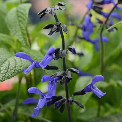 Salvia Black and Bloom Blue 