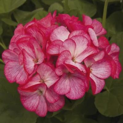 Seed Geranium Pinto Premium Bicolor Rose 