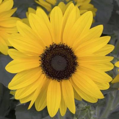 Sunflower Sunfinity 
