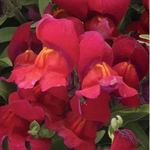Snapdragon Candy Showers Red 