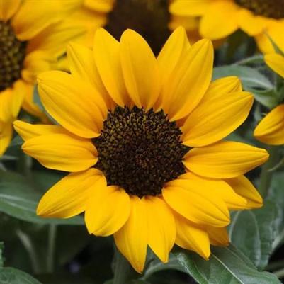 Sunflower Miss Sunshine 