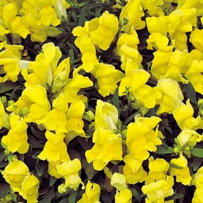 Snapdragon Candy Showers Yellow 