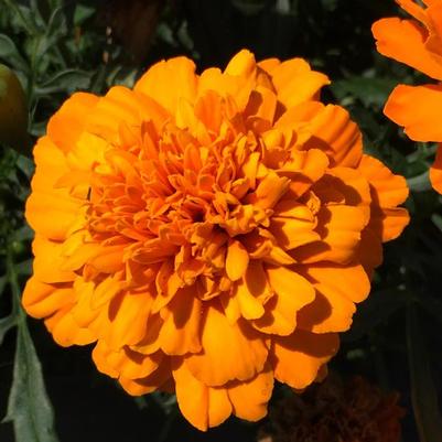 Marigold Super Hero Deep Orange 