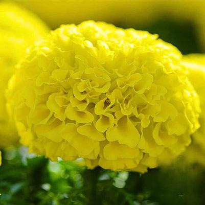 Marigold Taishan Yellow 