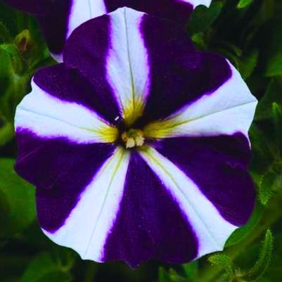 Petunia Amore Purple 