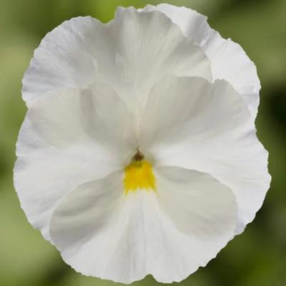 Pansy Delta Pro Clear White 
