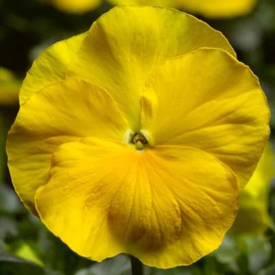 Pansy Delta Pro Clear Yellow 