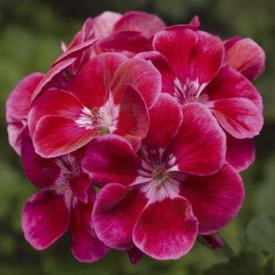 Zonal Geranium Tango Deep Rose 