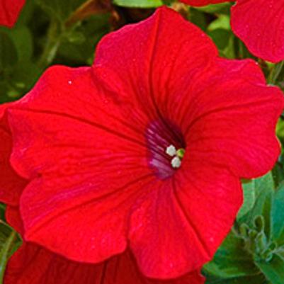 Petunia Surprise Fire Engine Red 