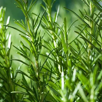 Rosemary Simply Herb 