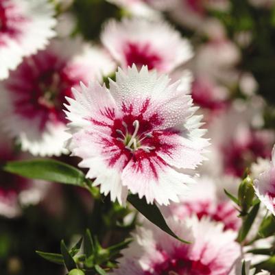Dianthus Ideal Select Whitefire 