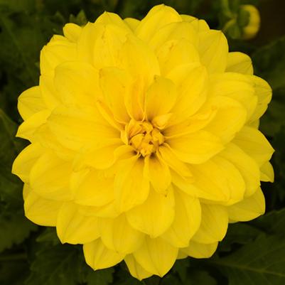 Dahlia Hypnotica Yellow 