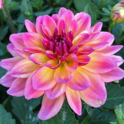 Dahlia Hypnotica Rose Bicolor 