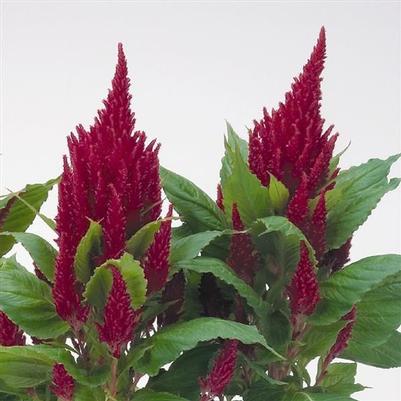 Celosia Fresh Look Red 