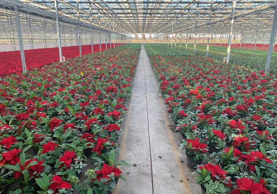 Poinsettias