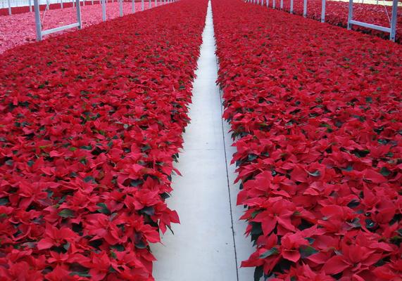 Poinsettias