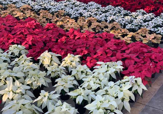 Poinsettias