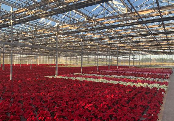 Poinsettia Photos