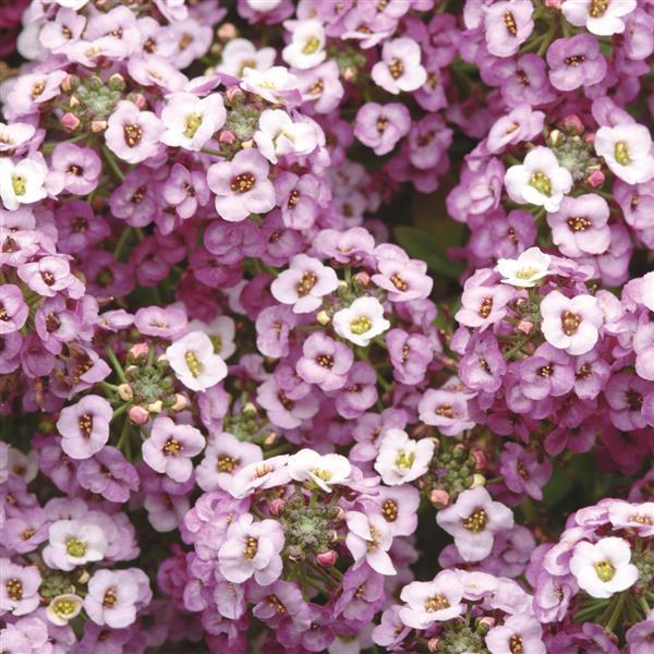 Alyssum Clear Crystal Lavender 