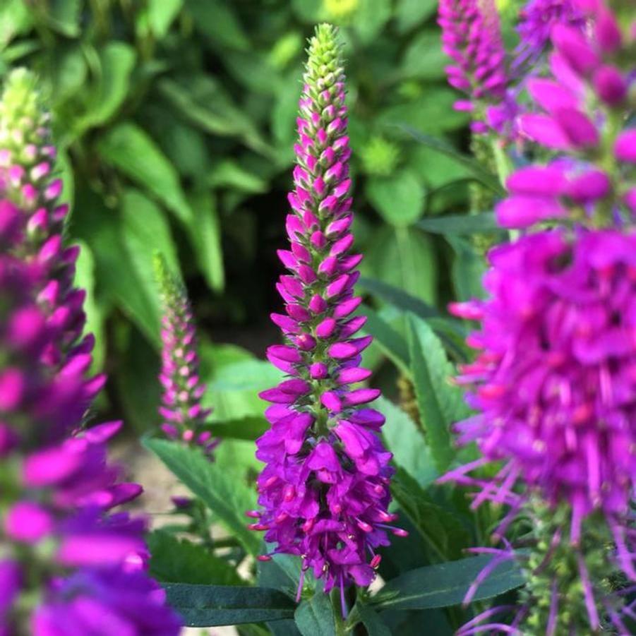 Veronica Purplegum 