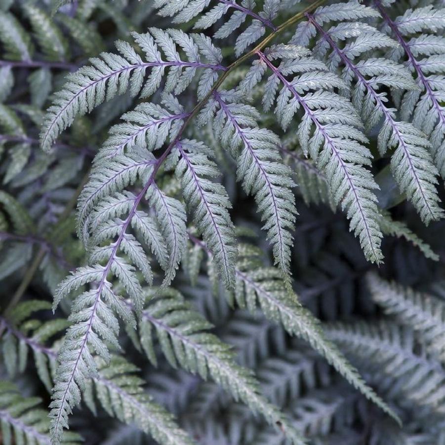 Fern Japanese Painted Silver Blue 