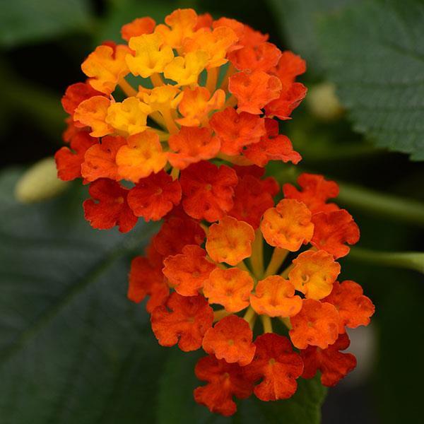 Lantana Hot Blooded Red 