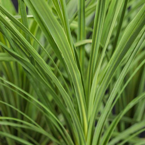 Dracaena Indivisia 