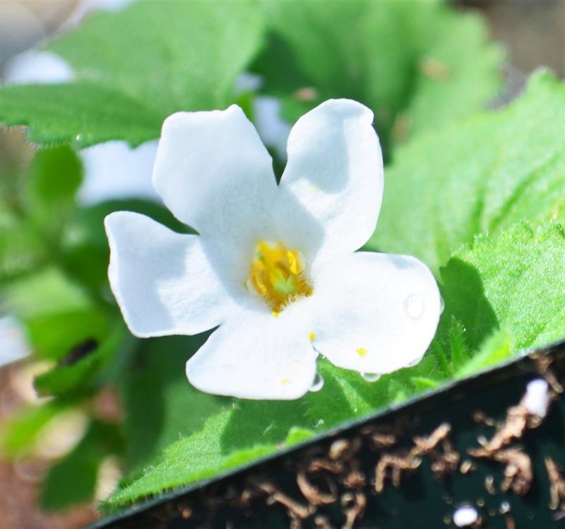 Bacopa Bahia White 