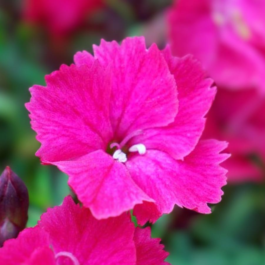 Dianthus Vivid Bright Lights Pink 