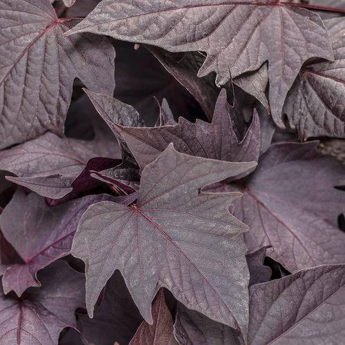Ipomoea Sweet Caroline Bewitched after Midnight 