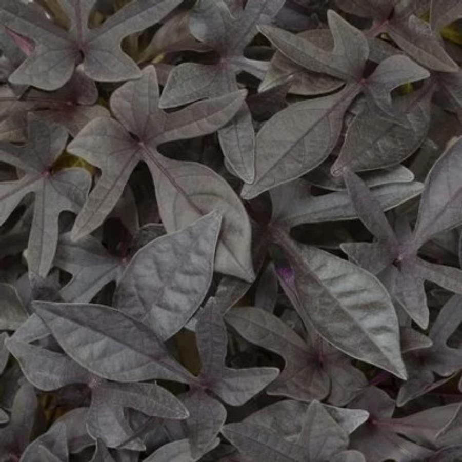 Ipomoea Sidekick Lime 