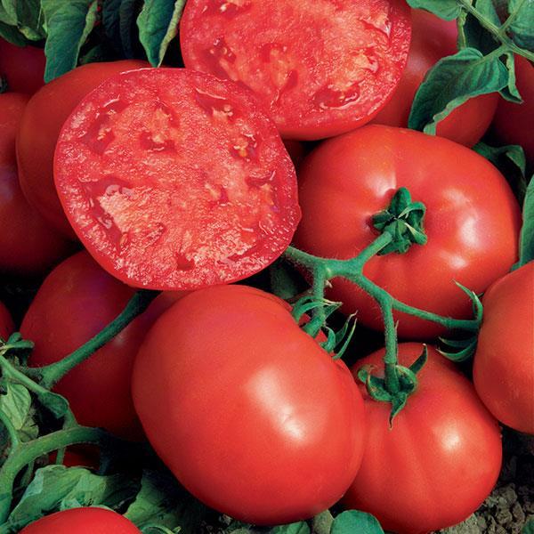 Tomato 