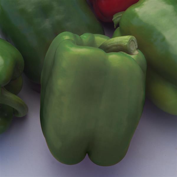 Pepper 