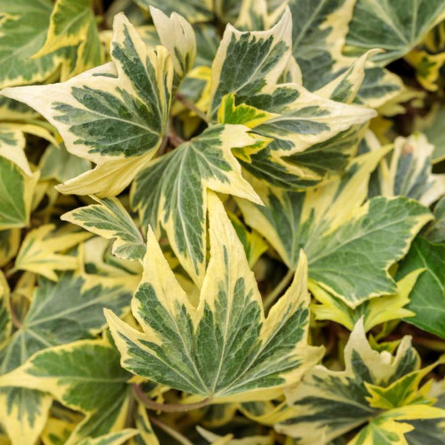 English Ivy Yellow Ripple Mutation 