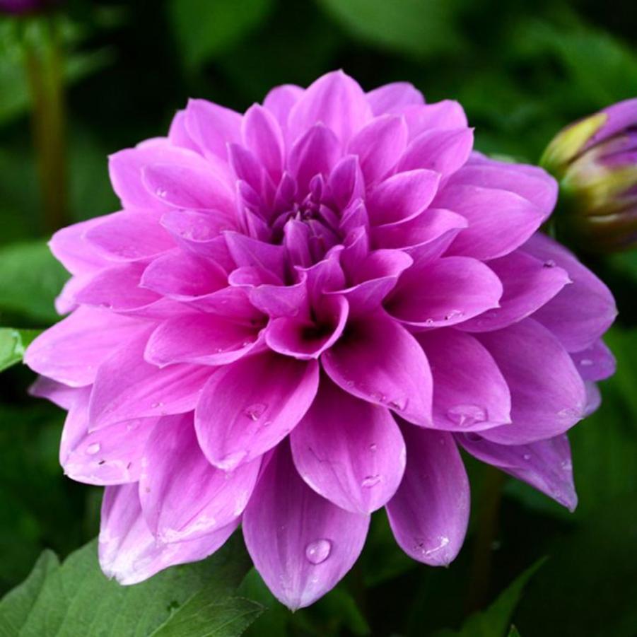 Dahlia Hypnotica Lavender 