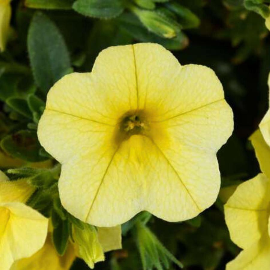Calibrachoa Colibri Lemon 