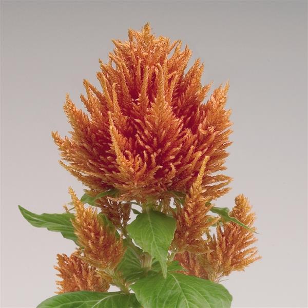 Celosia Fresh Look Orange 