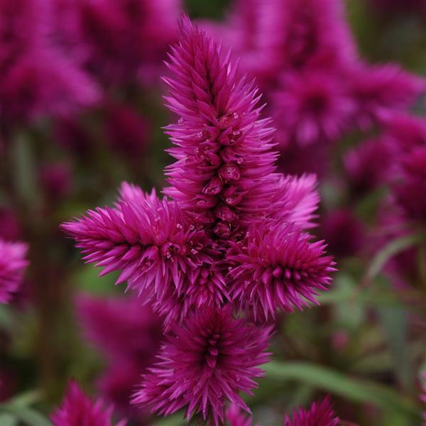 Celosia Intenz Classic Purple 