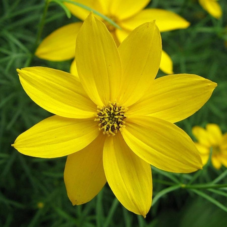 Coreopsis Zagreb Yellow 