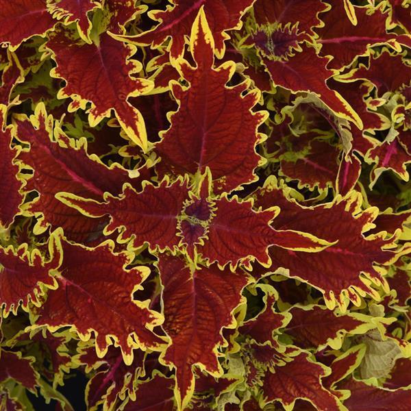 Coleus Copperhead Red/Orange 