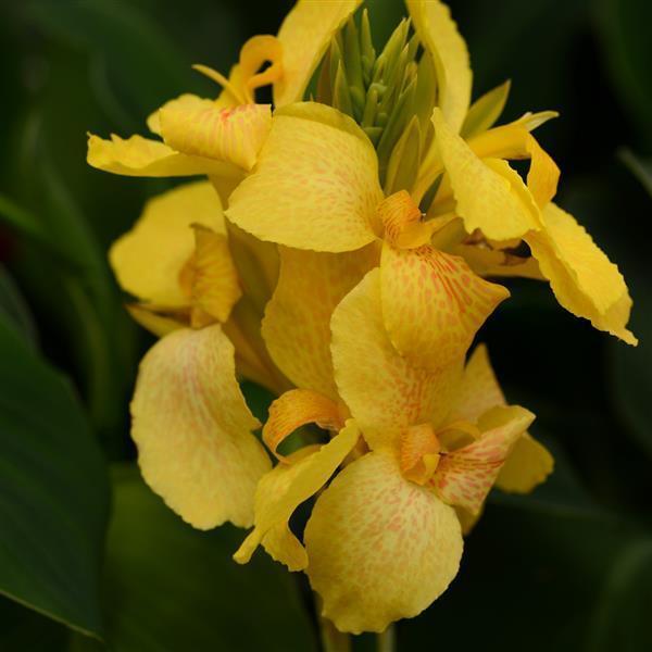 Canna Cannova Yellow 