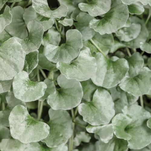 Dichondra Silver Falls 