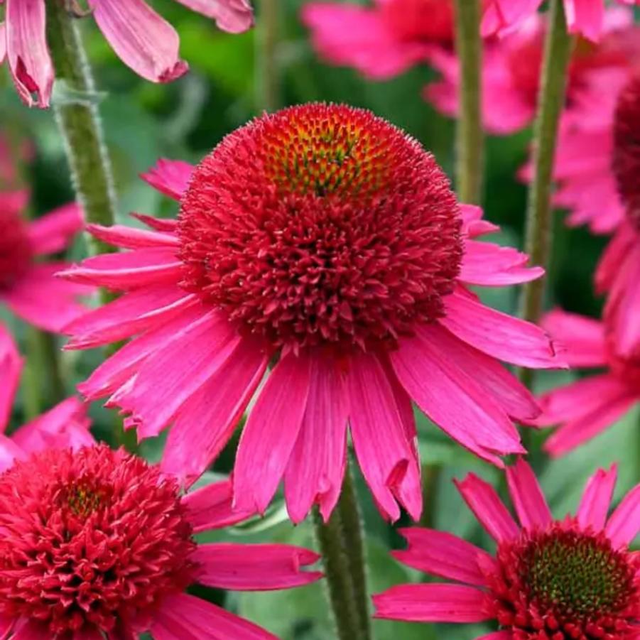 Echinacea Delicious Candy Pink 