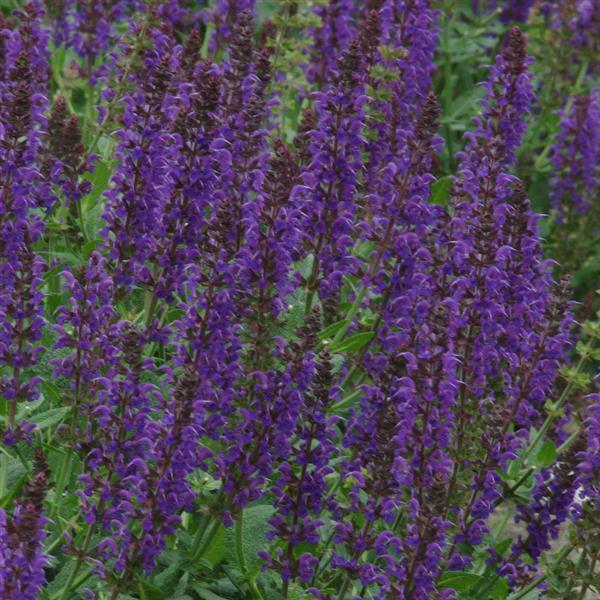 Salvia May Night Blue 
